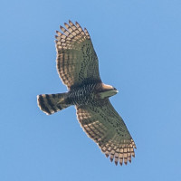 Ornate Hawk-Eagle